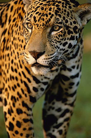 © Este gato, cuyo nombre científico es Panthera onca, es el felino más grande del continente americano y tercero en corpulencia a escala mundial
© Este gato, cuyo nombre científico es Panthera onca, es el felino más grande del continente americano y tercero en corpulencia a escala mundial