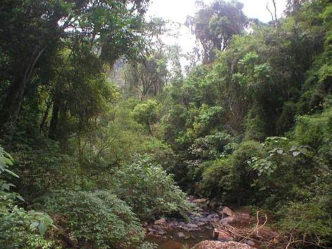 © Bosques misioneros rel=
