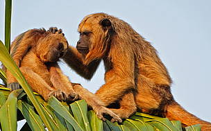© Monos Carayá en el Parque Nacional Iguazú
© Monos Carayá en el Parque Nacional Iguazú