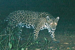 © La Colorada es un yaguareté hembra de unos 8 años aproximadamente.
© La Colorada es un yaguareté hembra de unos 8 años aproximadamente.