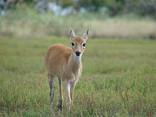 Venado de las Pampas
© Mario Beade - FVSA
© Mario Beade - FVSA