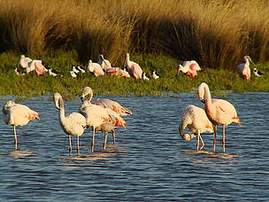 © Una bandada de flamencos australes en el Parque Nacional Campos del Tuyú, en Buenos Aires
© Una bandada de flamencos australes en el Parque Nacional Campos del Tuyú, en Buenos Aires
