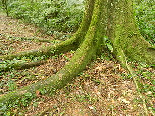 Leonel Roget / FVSA
© Selva paranaense. La Ley de Bosques establece que las provincias deberán realizar el ordenamiento territorial de sus bosques nativos
© Selva paranaense. La Ley de Bosques establece que las provincias deberán realizar el ordenamiento territorial de sus bosques nativos