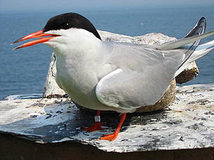 © Gaviotín Sudamericano en la Bahía de Samborombón, provincia de Buenos Aires
© Gaviotín Sudamericano en la Bahía de Samborombón, provincia de Buenos Aires