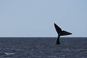 © Ballena franca austral en Península de Valdés
© Ballena franca austral en Península de Valdés