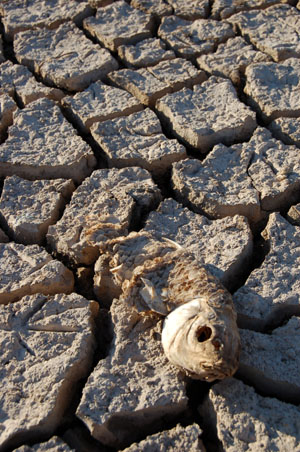 La degradación de los ecosistemas naturales reduce las posibilidades de mitigar los efectos del ...
© Juan Carlos Del Olmo Castillejo
© Juan Carlos Del Olmo Castillejo