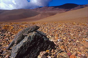 © Lagartija, Liolaemus, Parque Provincial Laguna Brava, La Rioja
© Lagartija, Liolaemus, Parque Provincial Laguna Brava, La Rioja