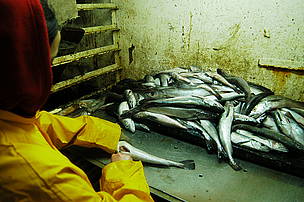 Pesca a bordo
© Martín Brunella
© Martín Brunella