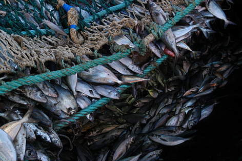 © La pesca es una de las principales actividades económicas de nuestro país rel=