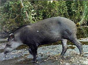 © El Tapir: presa favorita del yaguareté
© El Tapir: presa favorita del yaguareté