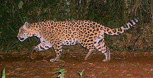 © Yarigüí parece ser una hembra con un territorio estable que incluye parte del Parque Nacional Iguazú y la Reserva San Jorge.
© Yarigüí parece ser una hembra con un territorio estable que incluye parte del Parque Nacional Iguazú y la Reserva San Jorge.
