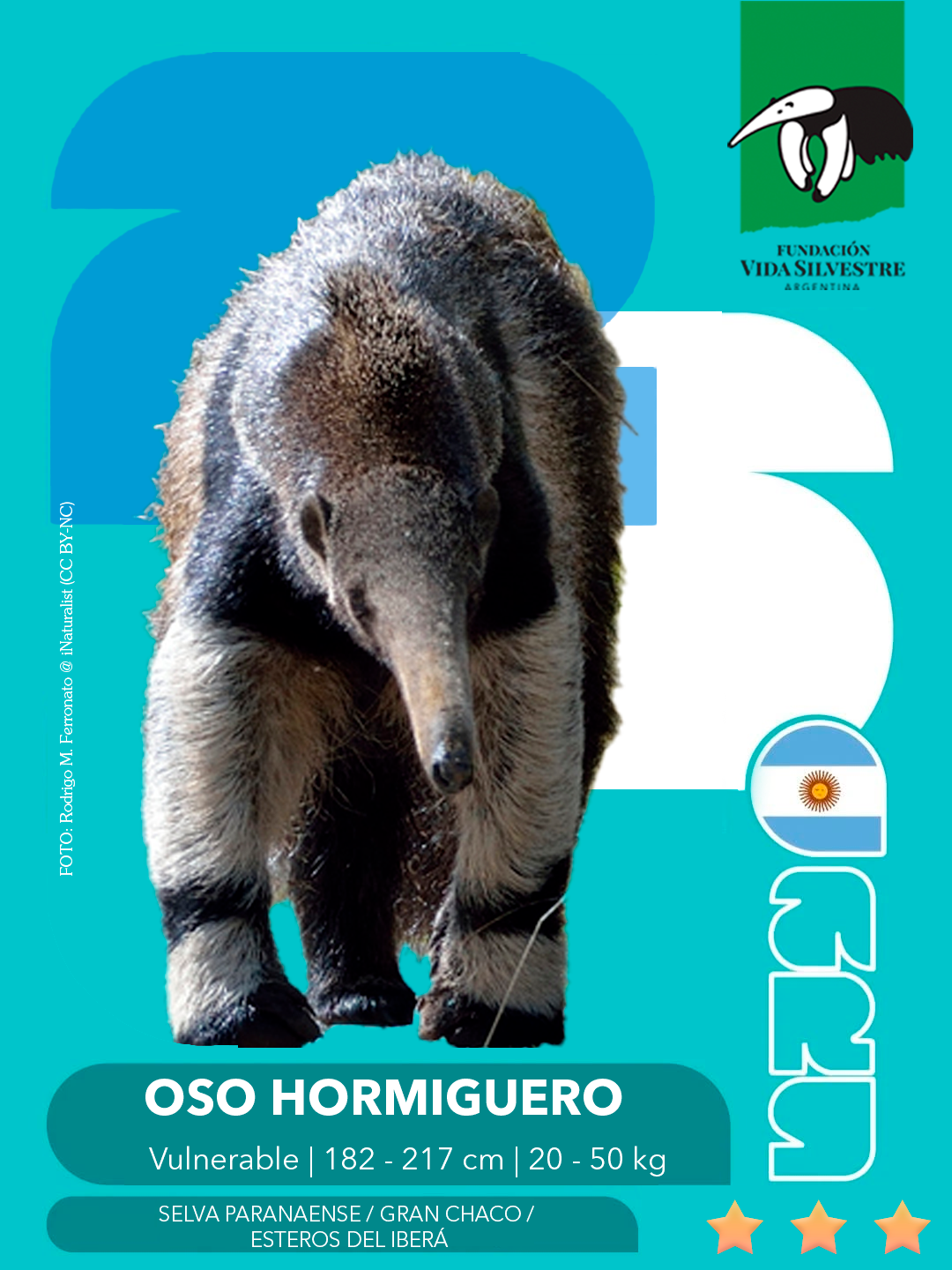 Fundación Vida Silvestre lanzó figuritas de especies nativas para promover la conservación de la biodiversidad 4 oso hormiguero - 3